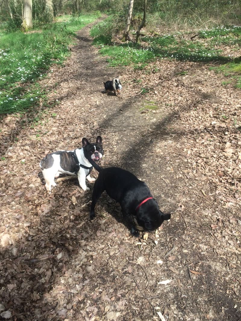 Three dogs on a muddy woodland trail during a group walk