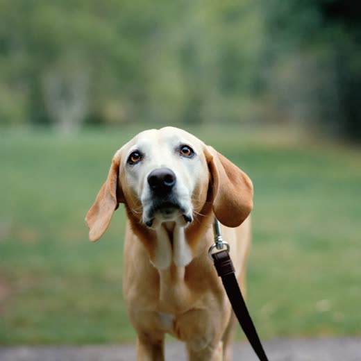 A dog in a harness on a lead, ready for a walk
