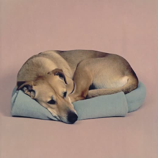 A small dog sitting calmly, waiting
