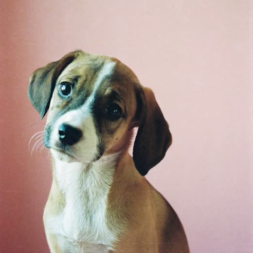 A puppy sitting and looking up